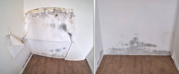 Best Certified Mold Removal  in Sidy, NE